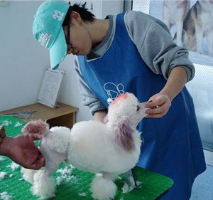 韓國(guó)首爾犬類協(xié)會(huì)美容師來我院交流